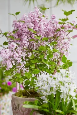 Dwarf Hungarian Lilac - Syringa Josikaea - Scented Flowering Lilac -Outlet Plant Store syringa dwarf 1x750 1 1 2