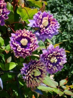 Clematis Taiga - Stunning Brand New & Exclusive Hardy Climbing Tiger Clematis Florida 'Taiga' -Outlet Plant Store taiga2 1 6