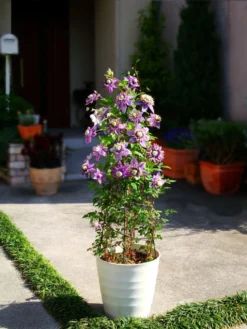 Clematis Taiga - Stunning Brand New & Exclusive Hardy Climbing Tiger Clematis Florida 'Taiga' -Outlet Plant Store taiga container 1 6