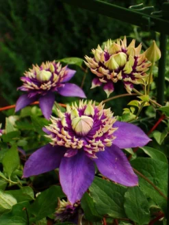 Clematis Taiga - Stunning Brand New & Exclusive Hardy Climbing Tiger Clematis Florida 'Taiga' -Outlet Plant Store taiga japan 1 6