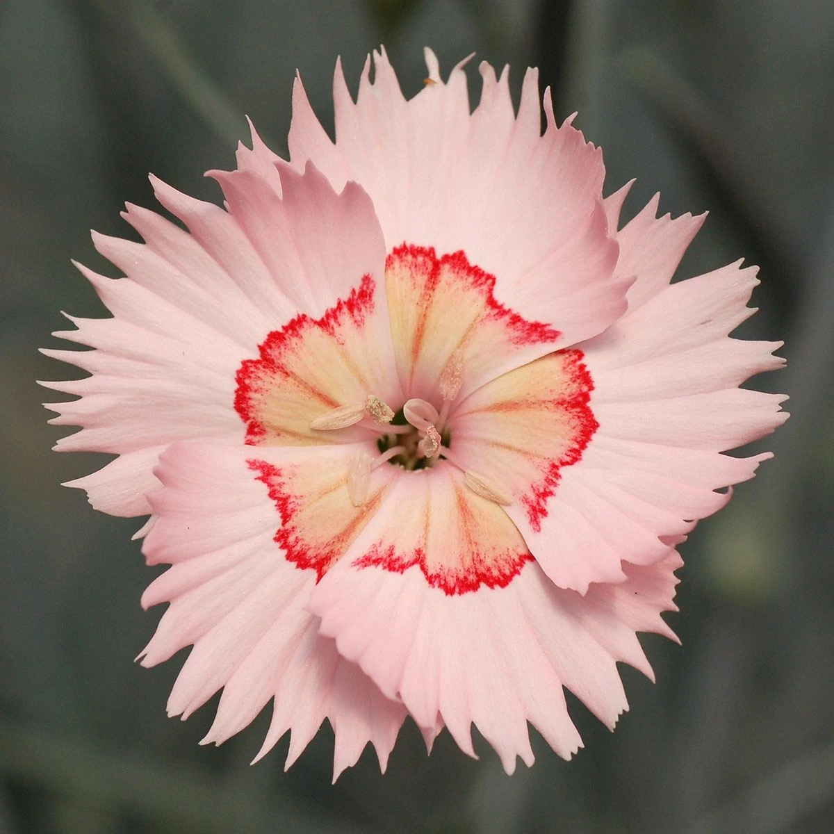 Dianthus Tequila Sunrise - Large Plant 2 Dianthus Tequila Sunrise - Large Plant - Image 2