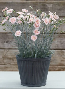 Dianthus Tequila Sunrise - Large Plant 5 Dianthus Tequila Sunrise - Large Plant -Outlet Plant Store tequila sunrise pot