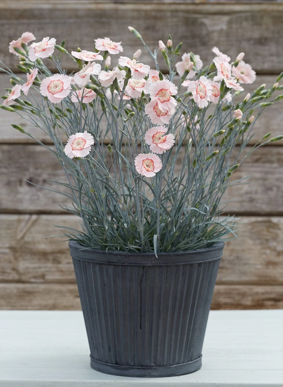 Dianthus Tequila Sunrise - Large Plant 3 Dianthus Tequila Sunrise - Large Plant - Image 3