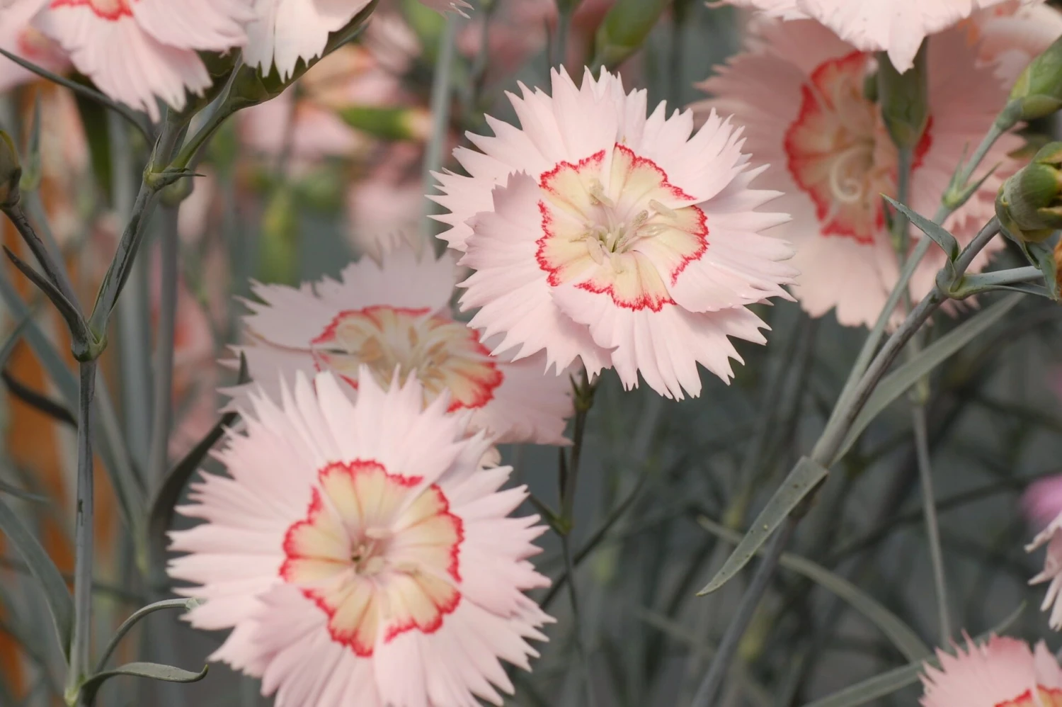 Dianthus Tequila Sunrise - Large Plant 1 Dianthus Tequila Sunrise - Large Plant