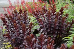 Sedum Touchdown Teak -Outlet Plant Store touchdown teak