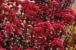 Sedum Touchdown Teak -Outlet Plant Store touchdown teak1