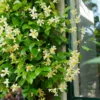 Trachelospermum Jasminoides Star Of Tuscany - Yellow Wings Star Jasmin - Rhyncospermum - Circa 150-180cms