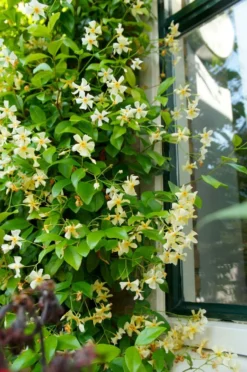 Trachelospermum Jasminoides Star Of Tuscany - Yellow Wings Star Jasmin - Rhyncospermum - Circa 150-180cms