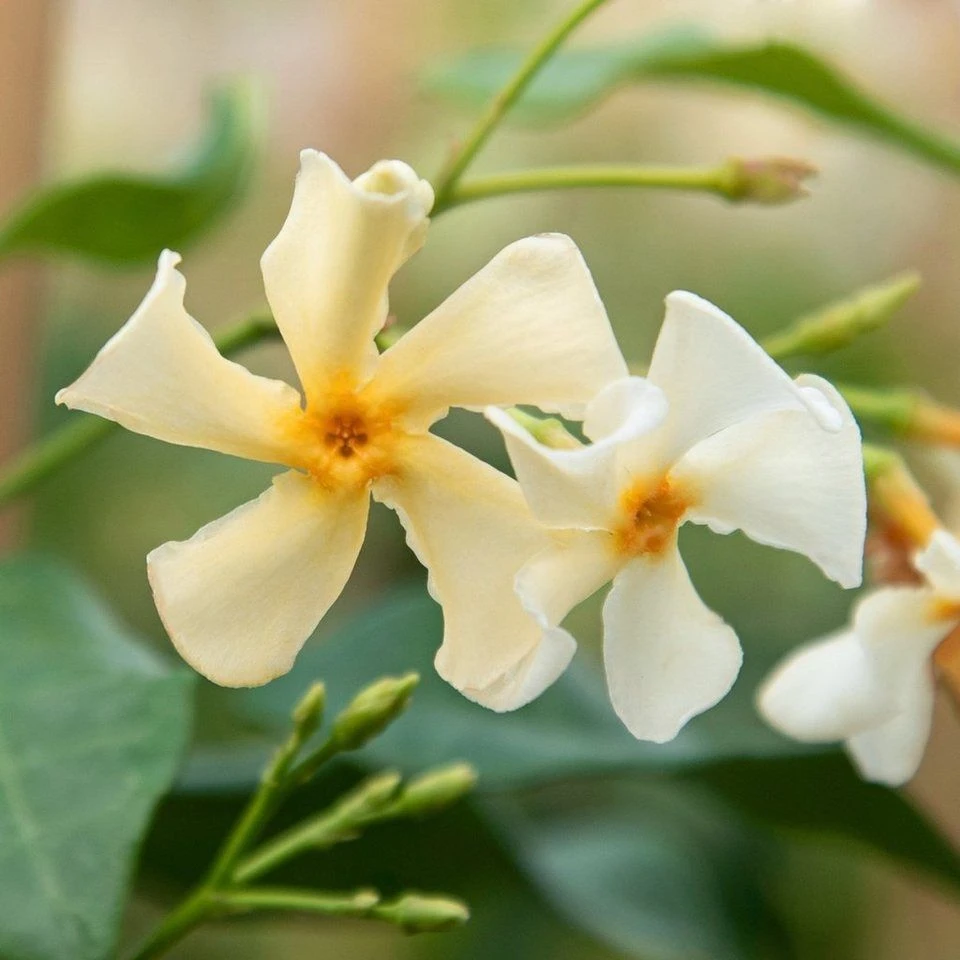 Large 6-7ft Specimen Climber - Star Jasmin - Fragrant Evergreen Trachelospermum 'Chilli And Vanilla' 2 Large 6-7ft Specimen Climber - Star Jasmin - Fragrant Evergreen Trachelospermum 'Chilli And Vanilla' - Image 2