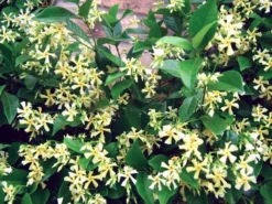 Large 6-7ft Specimen Climber - Star Jasmin - Fragrant Evergreen Trachelospermum 'Chilli And Vanilla' 7 Large 6-7ft Specimen Climber - Star Jasmin - Fragrant Evergreen Trachelospermum 'Chilli And Vanilla' -Outlet Plant Store trachelospermum chili vanilla 2