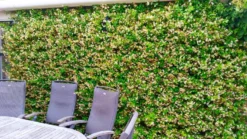 Trachelospermum Jasminoides Star Of Tuscany - Yellow Wings Star Jasmin - Rhyncospermum - Circa 150-180cms -Outlet Plant Store trachelospermum staroftuscany screening 2 scaled