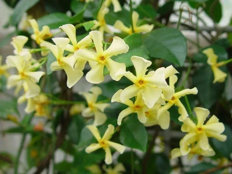 Large 6-7ft Specimen Climber - Star Jasmin - Fragrant Evergreen Trachelospermum 'Chilli And Vanilla' 3 Large 6-7ft Specimen Climber - Star Jasmin - Fragrant Evergreen Trachelospermum 'Chilli And Vanilla' - Image 3
