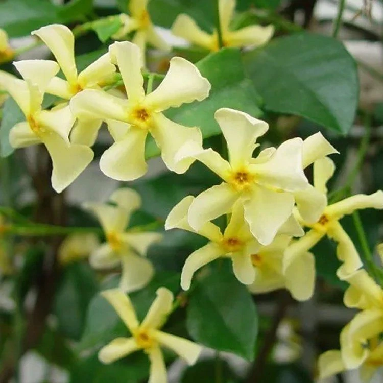 Large 6-7ft Specimen Climber - Star Jasmin - Fragrant Evergreen Trachelospermum 'Chilli And Vanilla' 1 Large 6-7ft Specimen Climber - Star Jasmin - Fragrant Evergreen Trachelospermum 'Chilli And Vanilla'