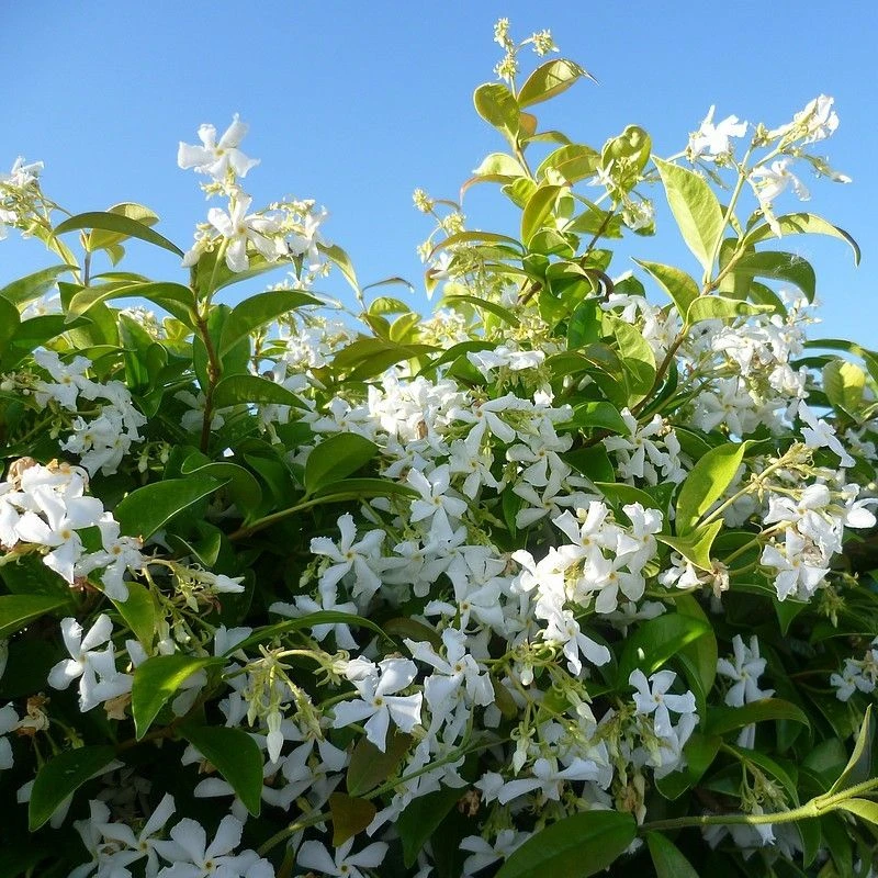 Fragrant Evergreen Star Jasmin -Trachelospermum Jasminoides - 140cm Specimen Plant + 1 Fragrant Evergreen Star Jasmin -Trachelospermum Jasminoides - 140cm Specimen Plant +