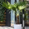Trachycarpus Fortunei - LARGE Hardy Windmill Palm - 100-120cm