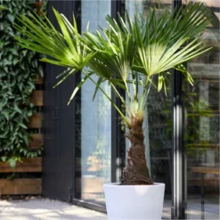 Trachycarpus Fortunei - LARGE Hardy Windmill Palm - 100-120cm
