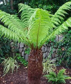 Large Dicksonia Antarctica - Hardy Tree Fern -Outlet Plant Store tree fern 1