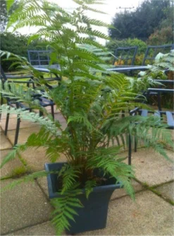 Large Dicksonia Antarctica - Hardy Tree Fern -Outlet Plant Store tree fern plant