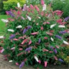 Buddleia Tricolour - Amazing Multicoloured Patio Carnival Butterfly Bush