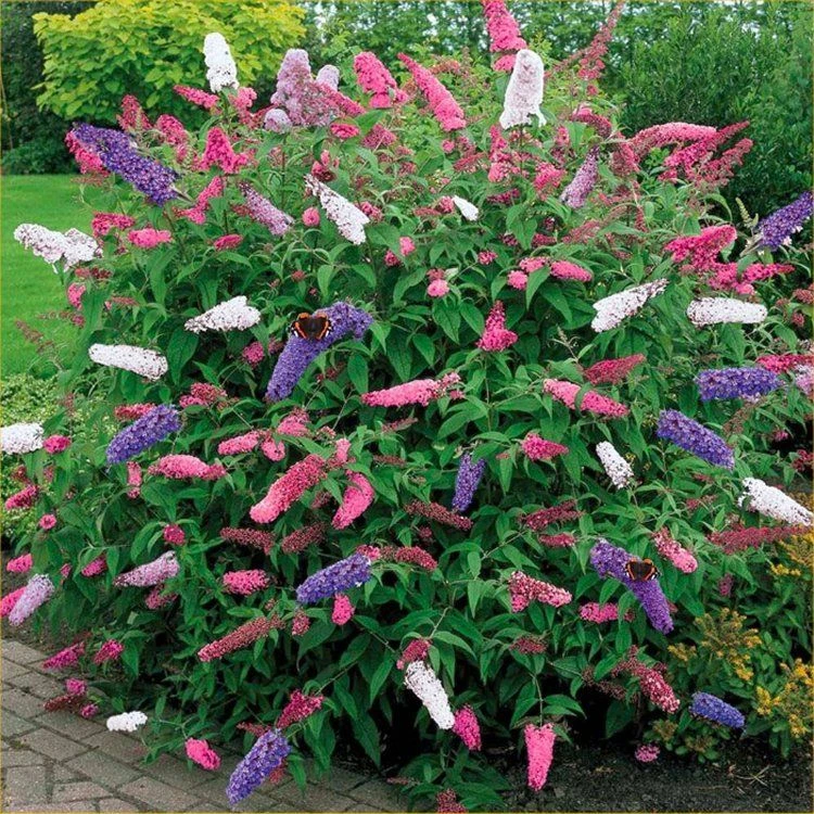 Buddleia Tricolour - Amazing Multicoloured Patio Carnival Butterfly Bush 1 Buddleia Tricolour - Amazing Multicoloured Patio Carnival Butterfly Bush