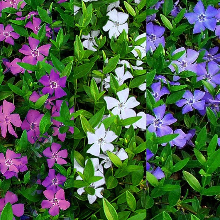 Vinca Minor Multi-Colour - Tricolour Flowers Evergreen - Pack Of THREE Lesser Periwinkle Plants 1 Vinca Minor Multi-Colour - Tricolour Flowers Evergreen - Pack Of THREE Lesser Periwinkle Plants