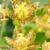 Golden Festival Toad Lily - Rare Tricyrtis Hybride Golden Festival - Pack Of TWO Plants