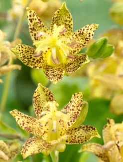 Golden Festival Toad Lily - Rare Tricyrtis Hybride Golden Festival - Pack Of TWO Plants