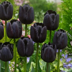 Designer Black & White Tulip Collection - 'Monochrome' - 25 Bulbs -Outlet Plant Store tulip paul scherer 2