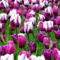 Tulip Rembrandt Painter's Brush Blend - Pack Of 25 Bulbs