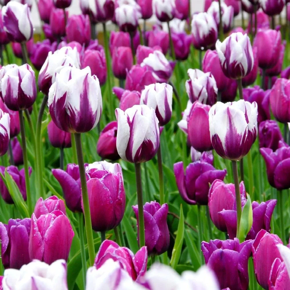 Tulip Rembrandt Painter's Brush Blend - Pack Of 25 Bulbs 1 Tulip Rembrandt Painter's Brush Blend - Pack Of 25 Bulbs