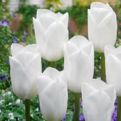 Designer Black & White Tulip Collection - 'Monochrome' - 25 Bulbs -Outlet Plant Store tulip royal virgin 1