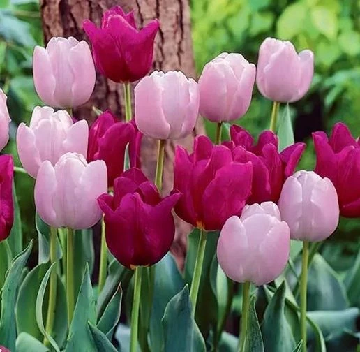 Tulip Simply Elegance - Pack Of 25 Bulbs 1 Tulip Simply Elegance - Pack Of 25 Bulbs