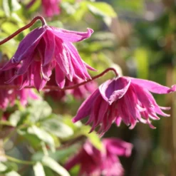 Clematis Alpina Imke