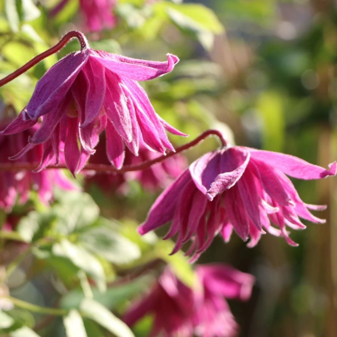 Clematis Alpina Imke 1 Clematis Alpina Imke