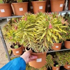 LARGE Euphorbia Ascot Rainbow -Outlet Plant Store untitled design 17