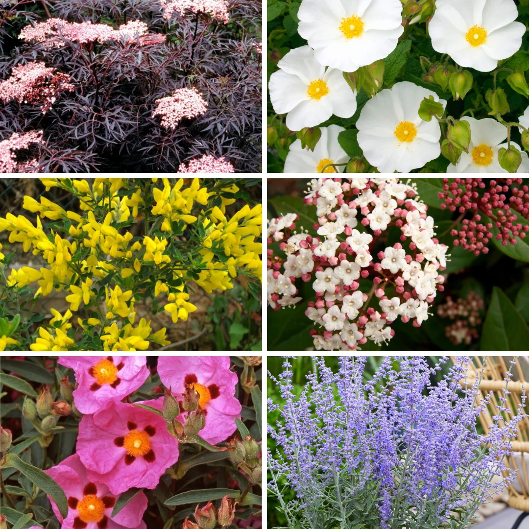 Bargain Hardy Flowering Shrub Collection - Selection Of FIVE Garden Shrubs 1 Bargain Hardy Flowering Shrub Collection - Selection Of FIVE Garden Shrubs