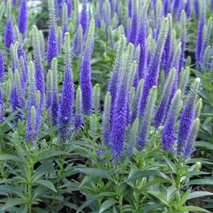 Veronica Ulster Blue Dwarf - Large Plant 1 Veronica Ulster Blue Dwarf - Large Plant