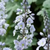 Veronica Gentianoides - Speedwell