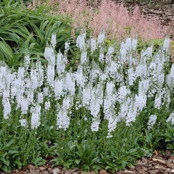 Veronica Gentianoides - Speedwell 2 Veronica Gentianoides - Speedwell - Image 2
