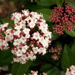 Bargain Hardy Flowering Shrub Collection - Selection Of FIVE Garden Shrubs 16 Bargain Hardy Flowering Shrub Collection - Selection Of FIVE Garden Shrubs -Outlet Plant Store viburnum tinus1 2