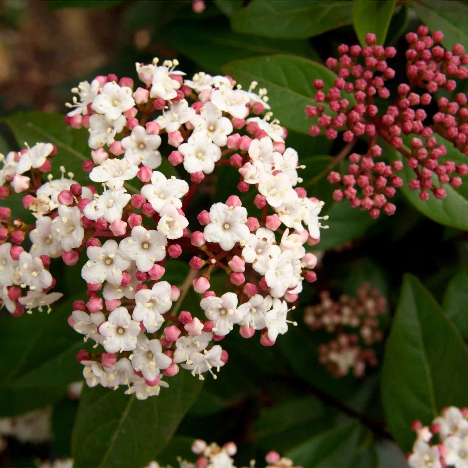 Bargain Hardy Flowering Shrub Collection - Selection Of FIVE Garden Shrubs 7 Bargain Hardy Flowering Shrub Collection - Selection Of FIVE Garden Shrubs - Image 7