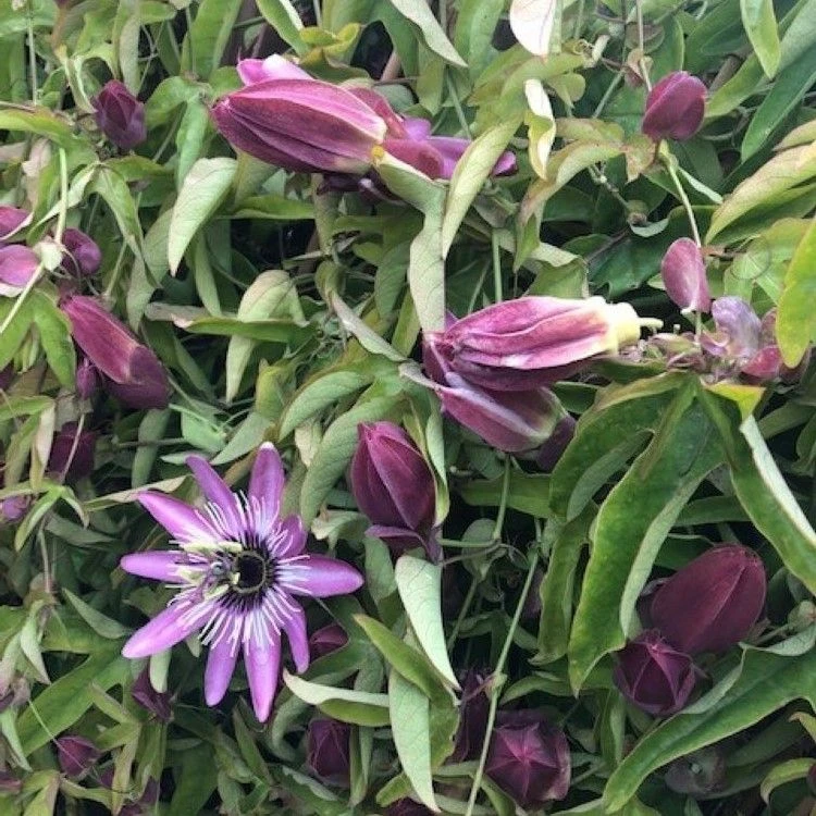 Passiflora Violacea Victoria - Passion Flower 2 Passiflora Violacea Victoria - Passion Flower - Image 2