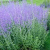Perovskia Blue Spire - Russian Sage Little Spire - LARGE