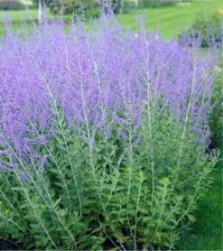 Perovskia Blue Spire - Russian Sage Little Spire - LARGE