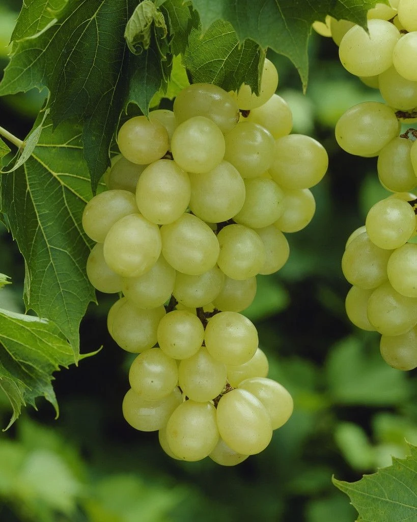 Vitis Vinifera White Muscat Of Alexandria - Grape Vine 1 Vitis Vinifera White Muscat Of Alexandria - Grape Vine