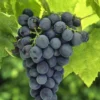 Vitis Vinifera Blauer Burgunder