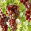 Vitis 'Vanessa' - Grape Vine