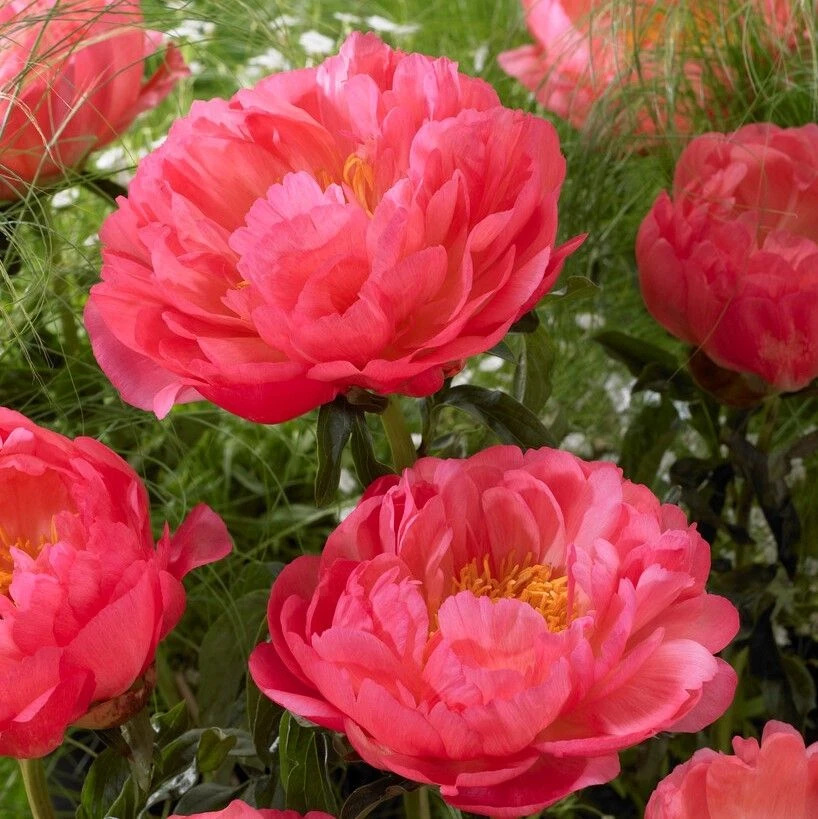 Paeonia Coral Sunset - Peony 2 Paeonia Coral Sunset - Peony - Image 2