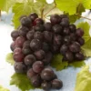 Vitis Vinifera 'Regent' - Grape Vine