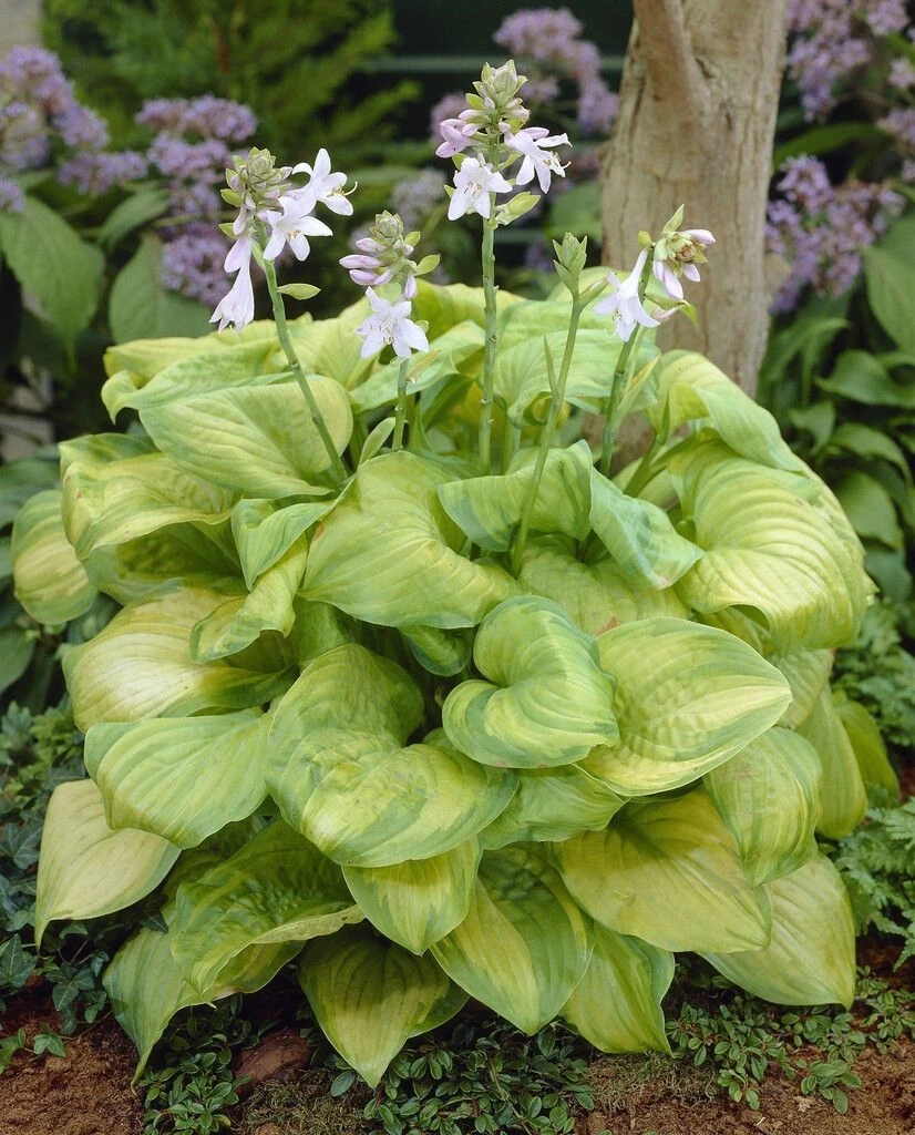 Hosta - 'Guacamole' - Pack Of FIVE 2 Hosta - 'Guacamole' - Pack Of FIVE - Image 2
